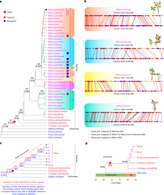 Fig. 2: Summary of gene duplications mapped onto the Malus phylogeny.