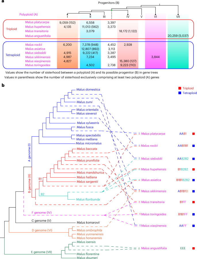 Fig. 3: Analyses of introgression history in Malus.