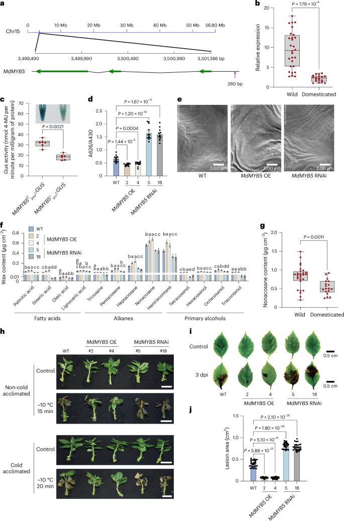 Fig. 5: MdMYB5 was under selection pressure during apple domestication and promoted both biotic and abiotic stress tolerances.