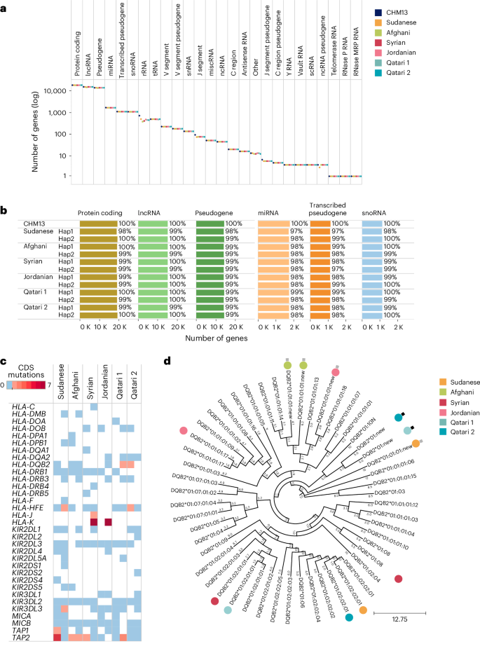 Fig. 4: Gene coverage and HLA and KIR gene annotation.