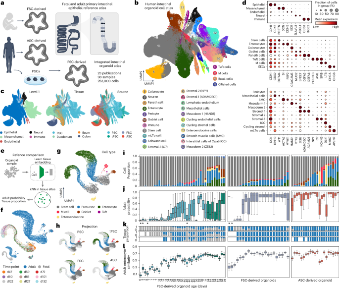 Fig. 3: Human intestinal organoids from different stem cell origins generate developing and adult cell states.