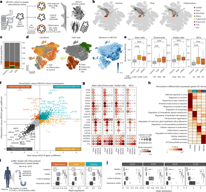 Fig. 6: Organoid perturbation and comparison with the HEOCA extends the cell state repertoire.