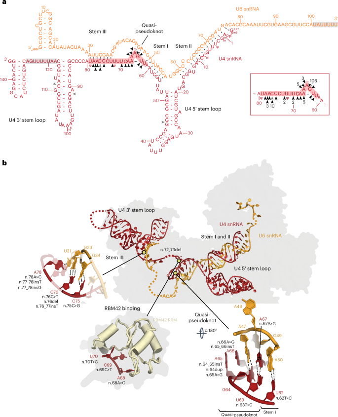 Fig. 1: Overview of RNU4-2 variants identified in this study.