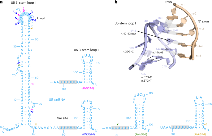 Fig. 2: Overview of RNU5A-1, RNU5B-1, RNU5E-1 and RNU5F-1 variants identified in this study.