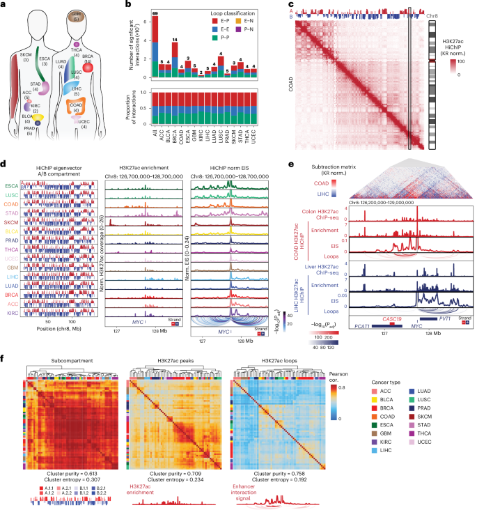 Fig. 1: HiChIP identifies high-resolution chromosome conformation in primary human cancers across multiple scales.