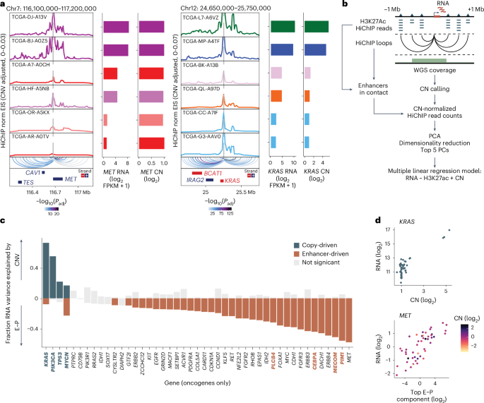 Fig. 2: Differential contributions of CN and enhancer activity explain variability in oncogene expression.
