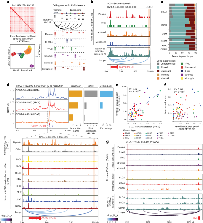Fig. 3: Deconvolution of HiChIP signal resolves malignant and immune cell-specific chromatin conformation in TME.