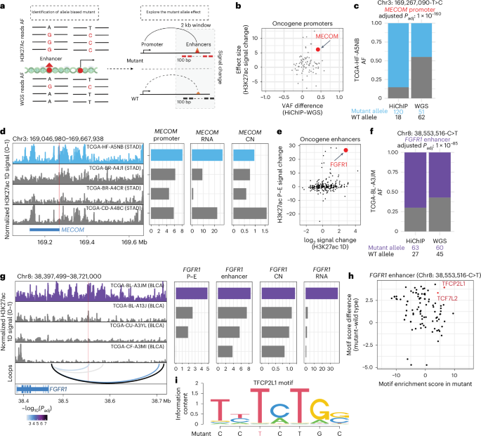 Fig. 4: Integration of WGS and HiChIP identifies cancer-relevant regulatory mutations and target genes.