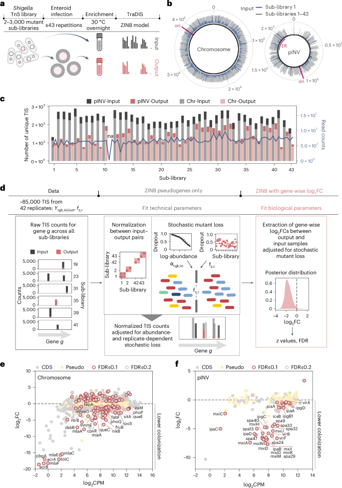 Fig. 2: Genome-wide map of the Shigella geneset required to invade the human enteroid infection model.