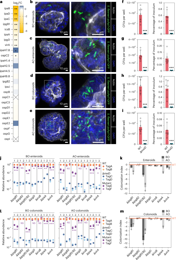 Fig. 3: T3SS effector contributions to Shigella IEC colonization across different cell geometries and intestinal segments.