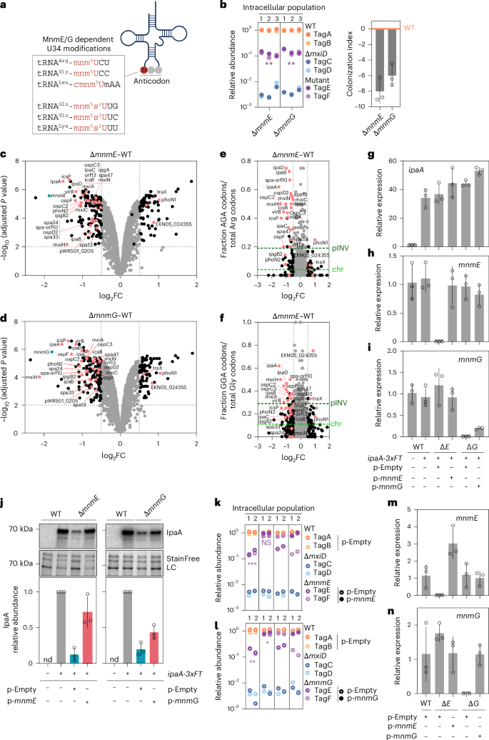 Fig. 4: Global regulation of pINV-encoded virulence proteins via tRNA modification and differential codon abundance.