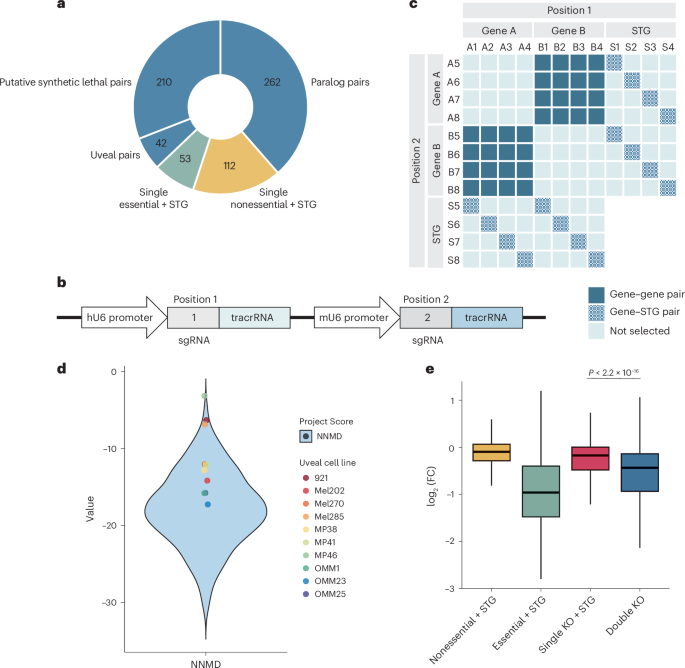 Fig. 1: Development of a combinatorial CRISPR library to screen for digenic dependencies in uveal melanoma.