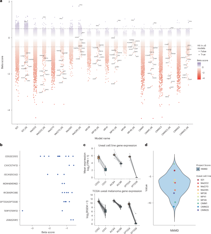 Fig. 3: Genome-wide single gRNA CRISPR screening identifies CDS2 as an essential gene in uveal melanoma.