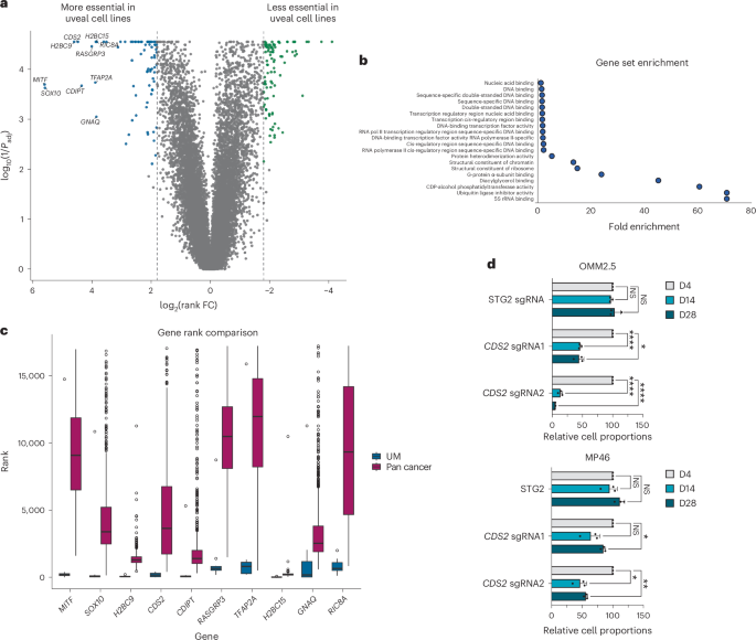 Fig. 4: Uveal melanoma-specific essential genes are involved in GPCR signaling and phosphoinositide signaling pathways.