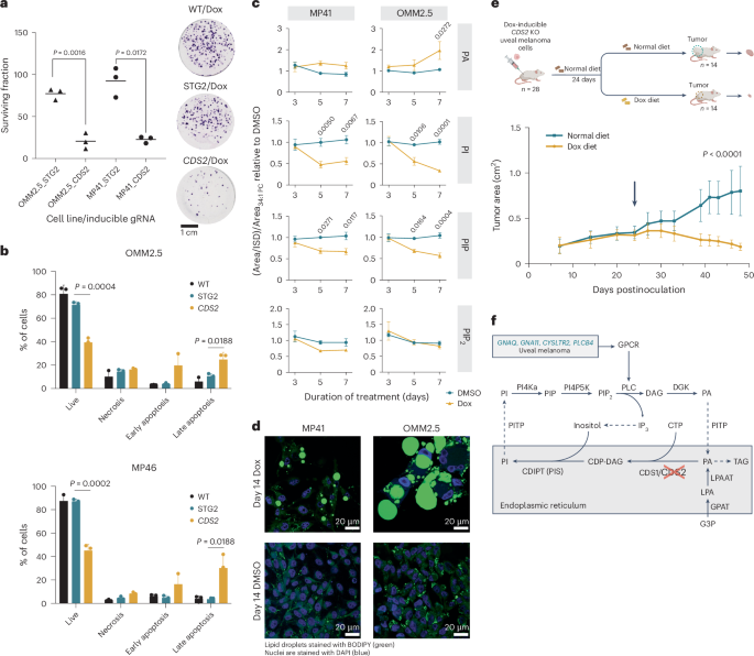 Fig. 6: Mechanistic insights into the effects of CDS2 loss.