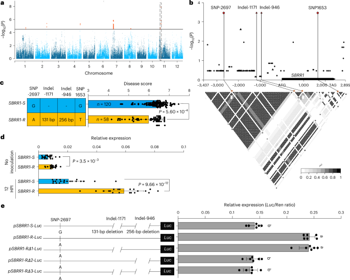 Fig. 1: Identification of natural variations in SBRR1 that are significantly associated with ShB resistance in rice using GWAS.