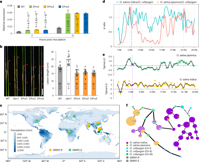 Fig. 3: ShB resistance function, geographic distribution and molecular evolution of elite SBRR1-R.