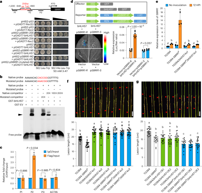 Fig. 5: bHLH57 accounts for the highly induced expression of SBRR1-R by specifically binding to its promoter.