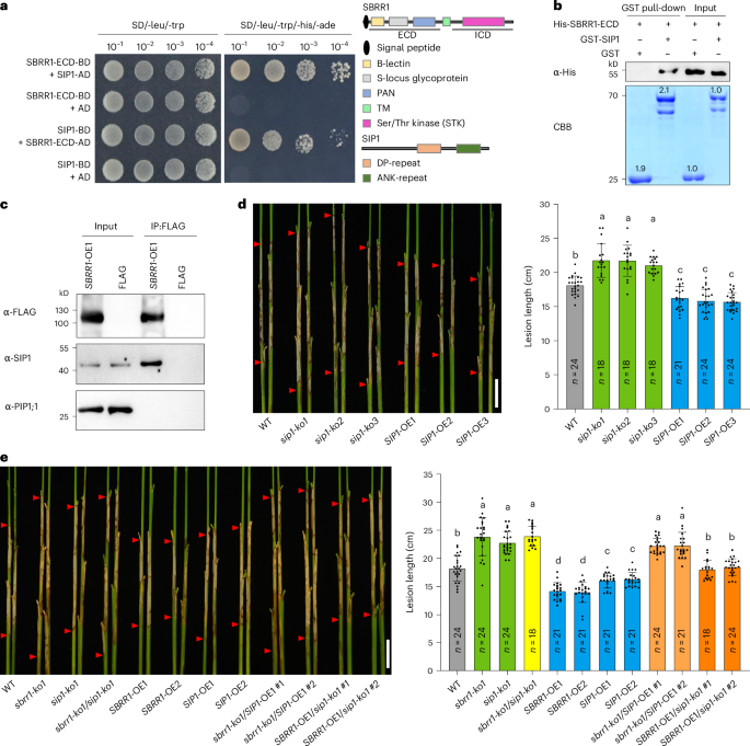 Fig. 6: SIP1 physically interacts with SBRR1 and is required for SBRR1-mediated ShB resistance.