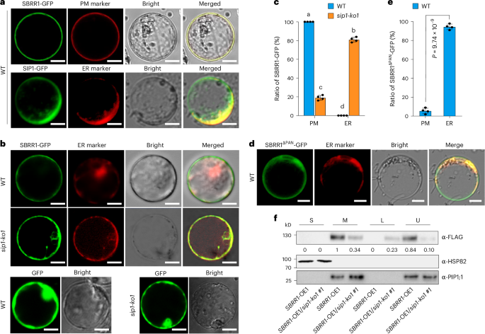 Fig. 7: SIP1 is required for transport of SBRR1 to the plasma membrane.
