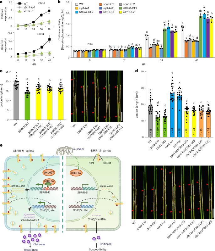 Fig. 8: SBRR1 confers ShB resistance mainly by promoting expression of chitinase genes and its working model.