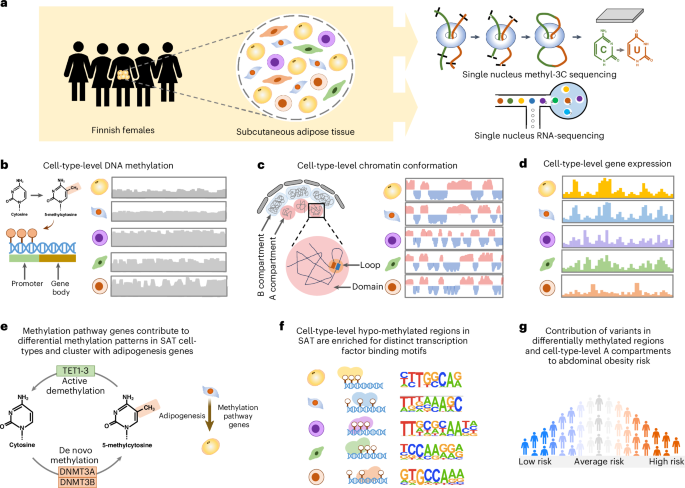 Unmarried-cell DNA methylome and three-D genome atlas of human subcutaneous adipose tissue – Nature Genetics