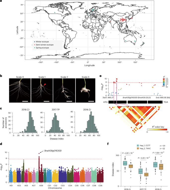 Fig. 1: GWAS of field clubroot phenotyping in the B. napus accessions.