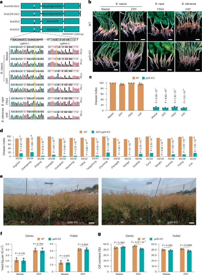 Fig. 3: Functional validation of GSL5s in cruciferous crops.