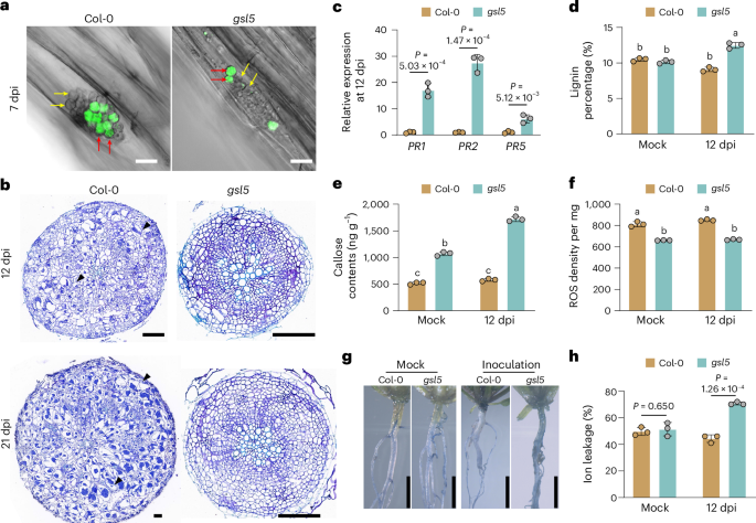 Fig. 4: Cytological and physiological dissection of gsl5 resistance.