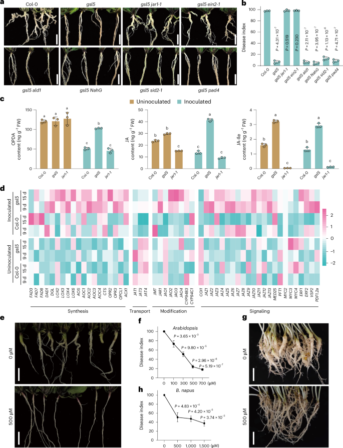 Fig. 5: Genetic dissection of gsl5 resistance.