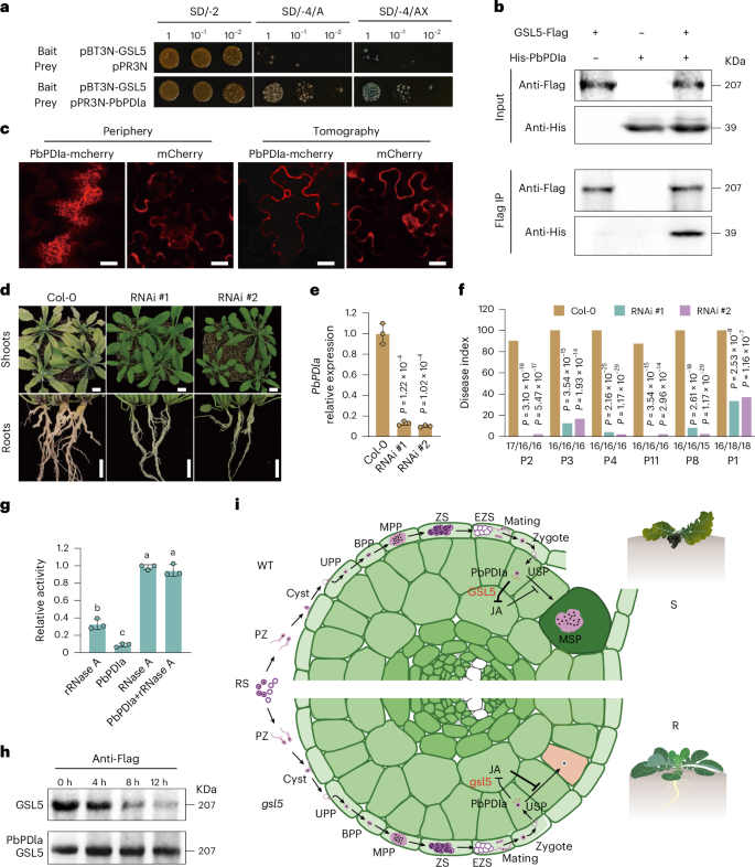 Fig. 6: Dissecting the role of GSL5 in clubroot susceptibility.