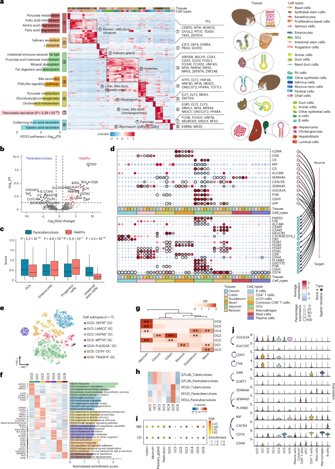 Fig. 4: Epithelial cell heterogeneity and the interaction with immune cells.