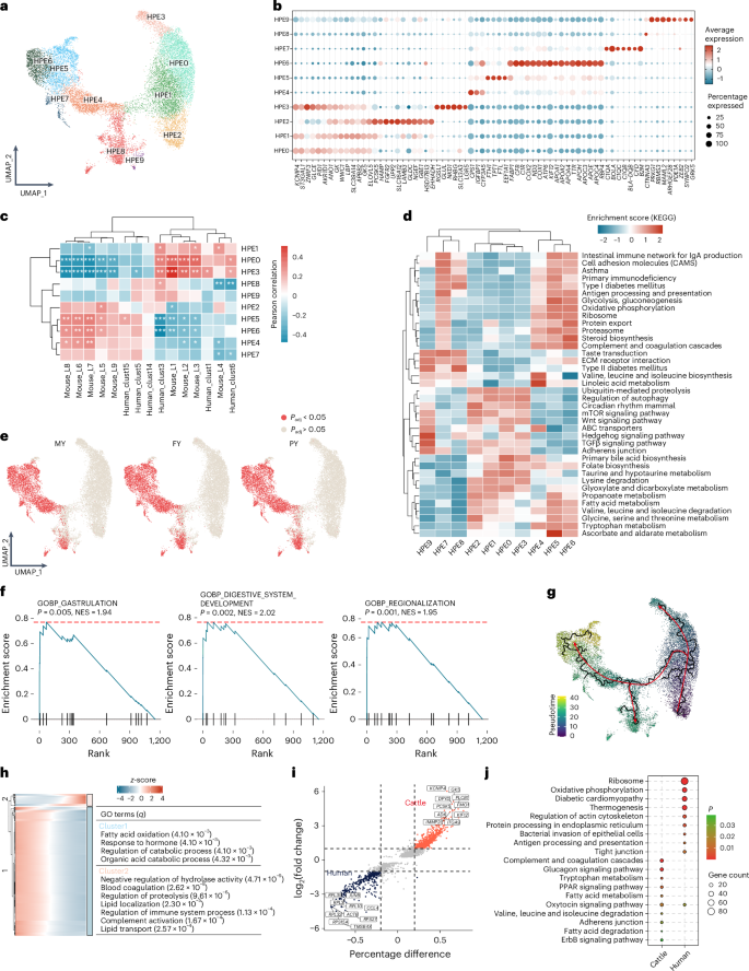 Fig. 5: Heterogeneity of hepatocytes and its role in lactation.