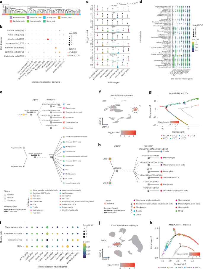 Fig. 6: Monogenic disorders related to cell types.
