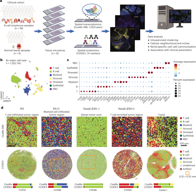 Fig. 1: Study design and major cell type identification in CosMx SMI and CODEX.