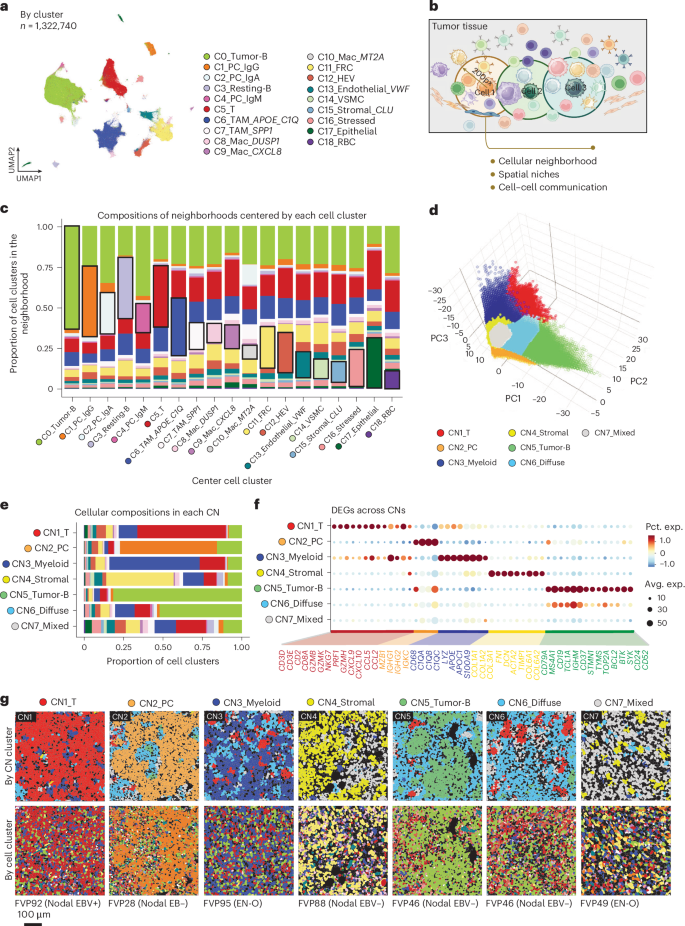 Fig. 2: Cellular neighborhood structures and unique spatial niches in B cell lymphoma.
