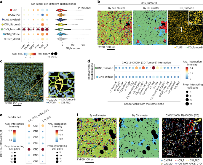 Fig. 4: Unique tumor phenotypic states and cellular interactions in CN5.