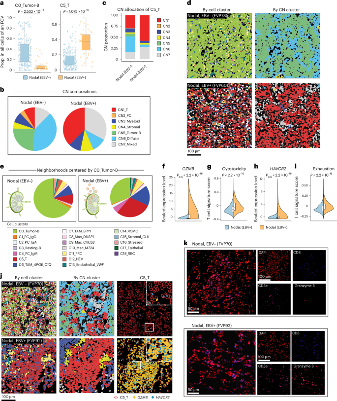 Fig. 5: Spatially resolved cellular landscape of nodal B cell lymphoma.
