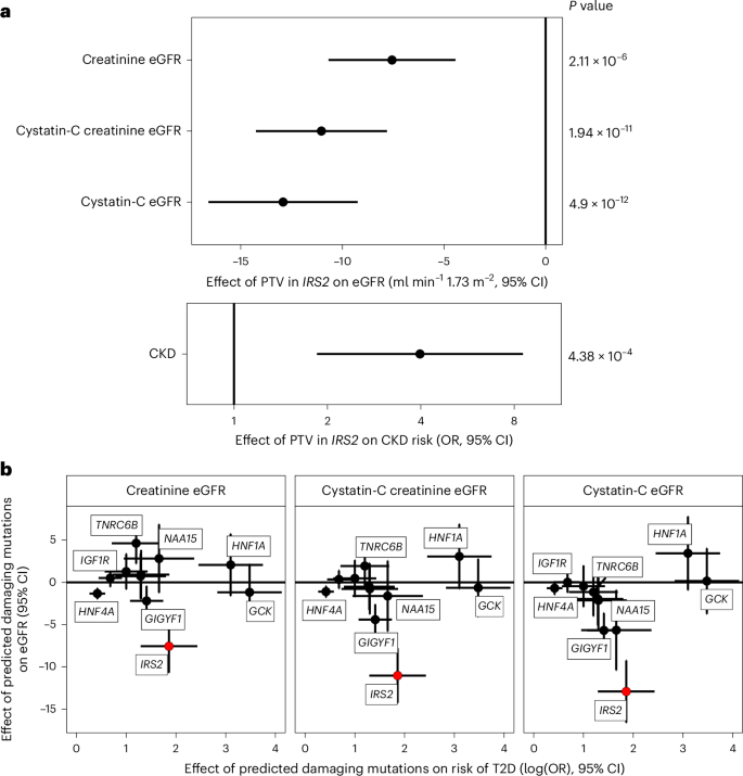 Fig. 4: Loss-of-function variants in IRS2 increase CKD risk.