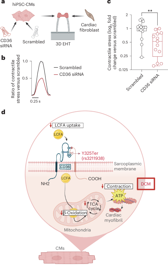Fig. 5: Impact of CD36 knockdown on contractile force in engineered human cardiac microtissues.