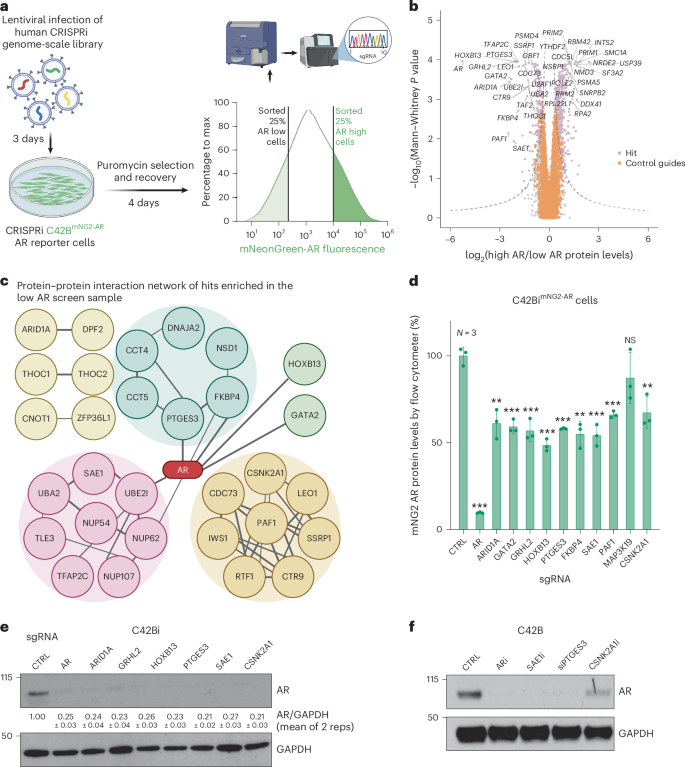 Fig. 2: Identification of regulators of AR protein levels using a genome-scale CRISPRi screen.