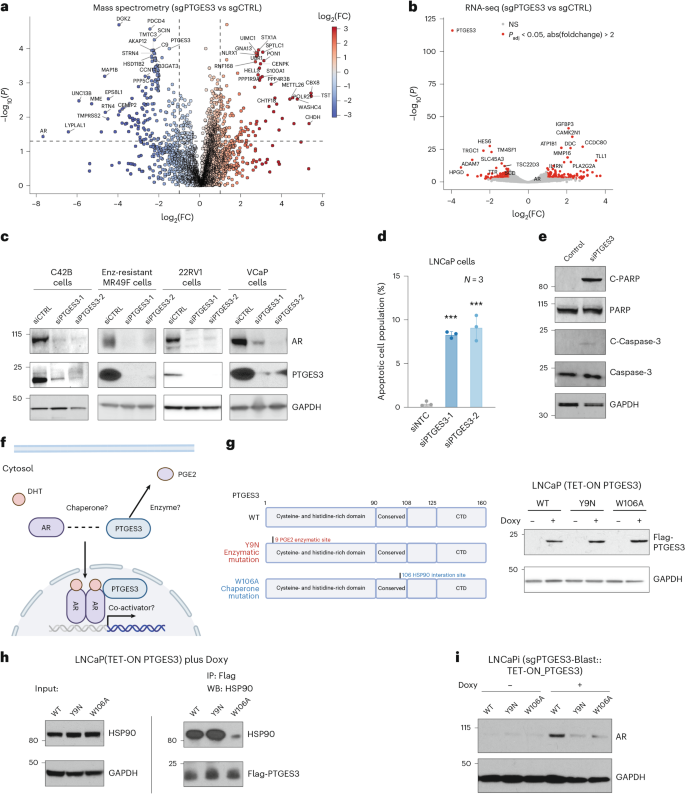 Fig. 3: PTGES3 is a regulator of AR.