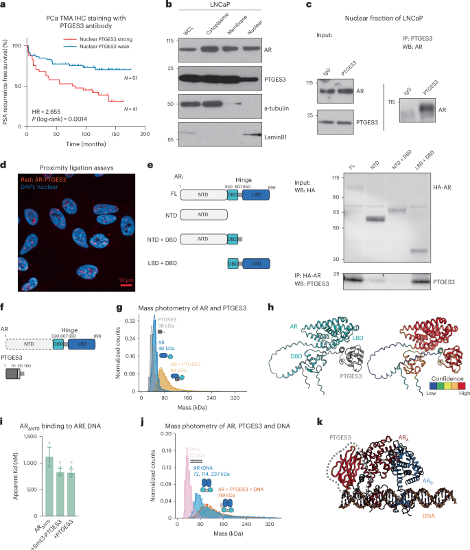 Fig. 4: AR and PTGES3 interact in the absence and presence of DNA.