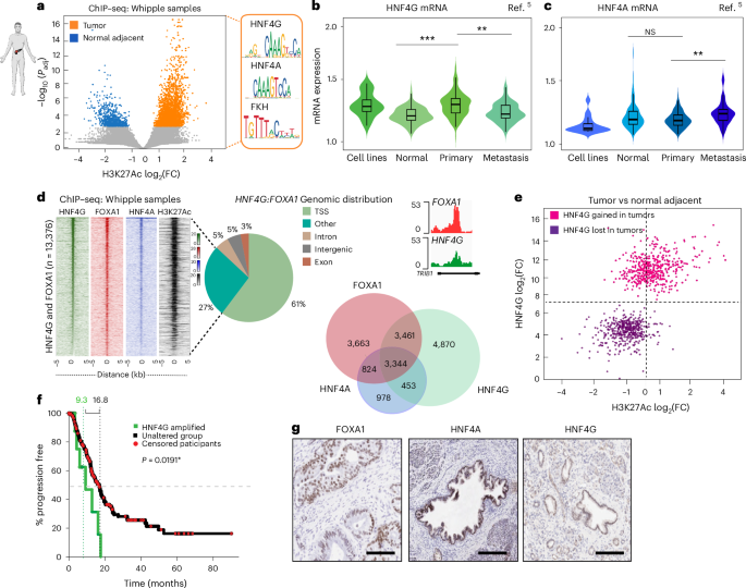 Fig. 1: Discovery of the HNF4A and HNF4G orphan NRs.