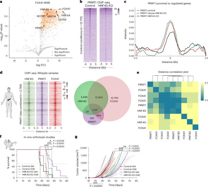 Fig. 3: PRMT1 physically associates with the FOXA1 and HNF4G interactome.