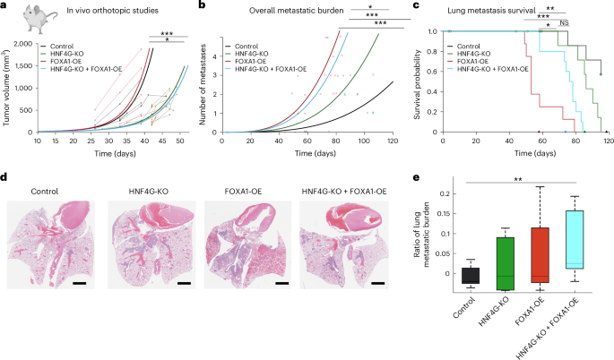 Fig. 4: Transcriptional switch from HNF4G-dependent primary tumor to FOXA1-induced metastatic progression.