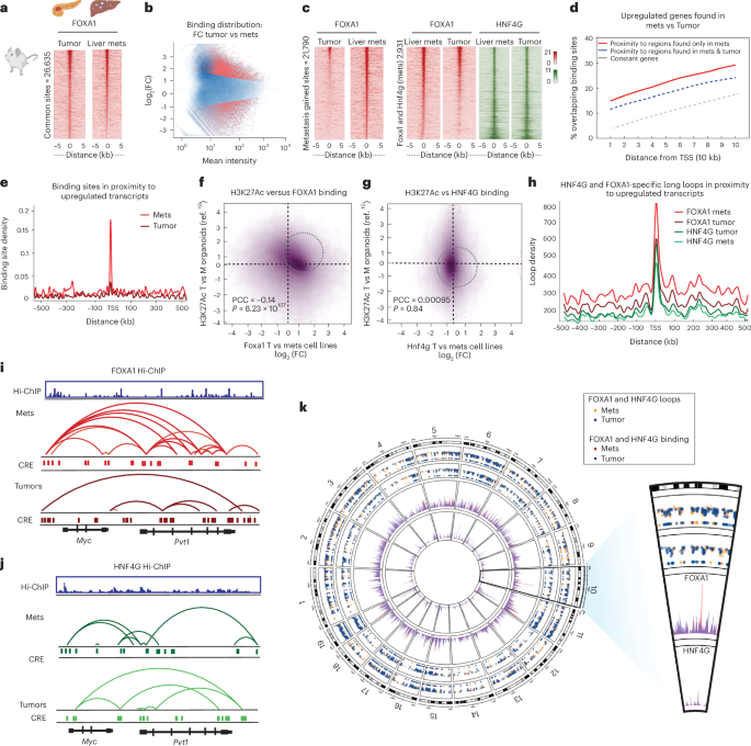 Fig. 6: Context-specific genomic spatial re-organization mediates FOXA1-driven metastasis.