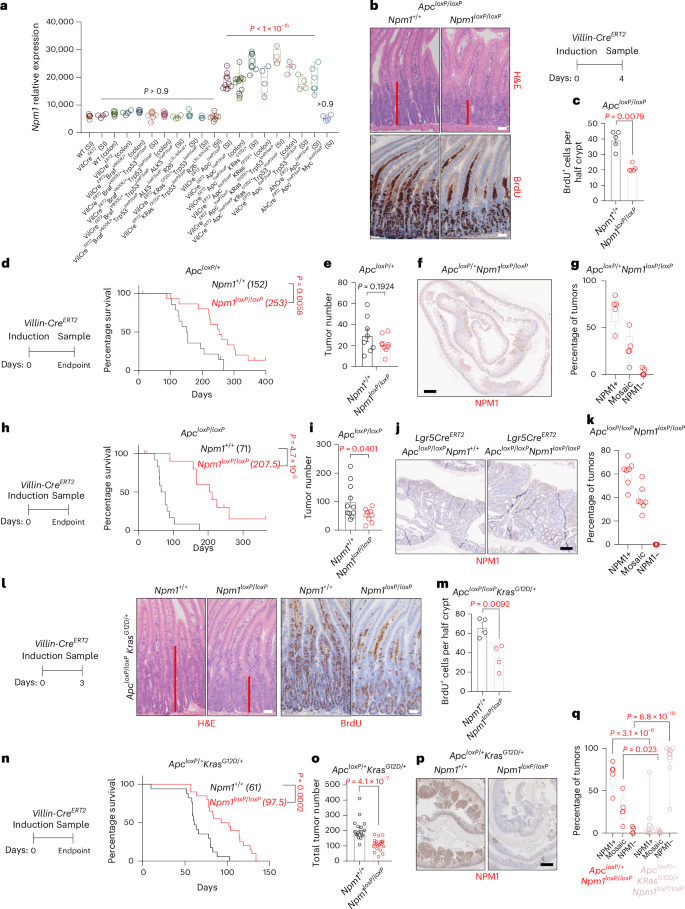 Fig. 2: NPM1 loss suppresses WNT-driven hyperproliferation and tumor formation in vivo.
