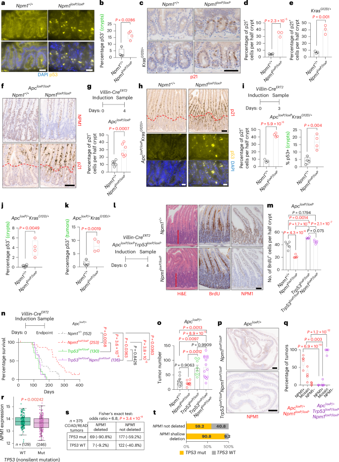 Fig. 3: p53 upregulation suppresses WNT-driven hyperproliferation and tumorigenesis in the Npm1-deficient intestine.