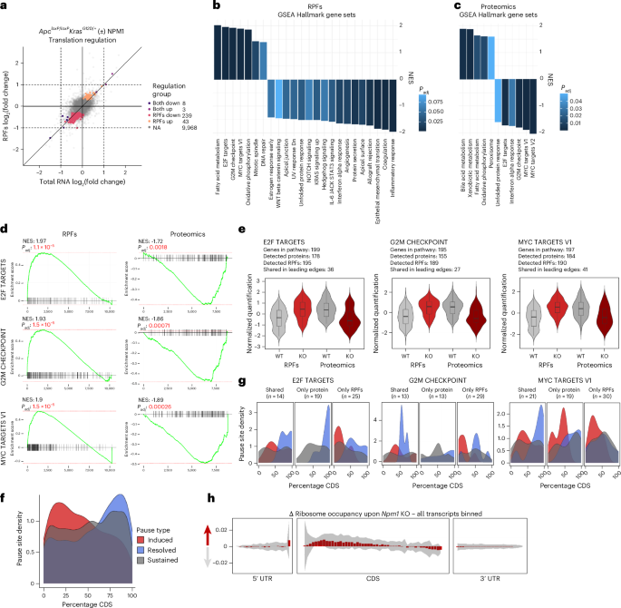 Fig. 4: NPM1 depletion triggers ribosome pausing.